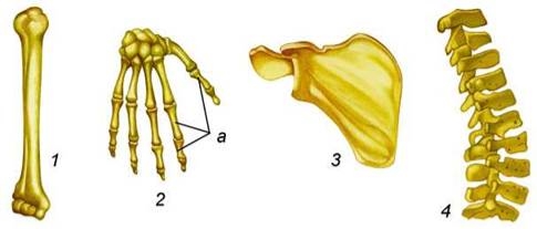 Типи кісток скелета людини та особливості їхнього з&#39;єднання - Біологія.  Повторне видання. 8 клас. Матяш